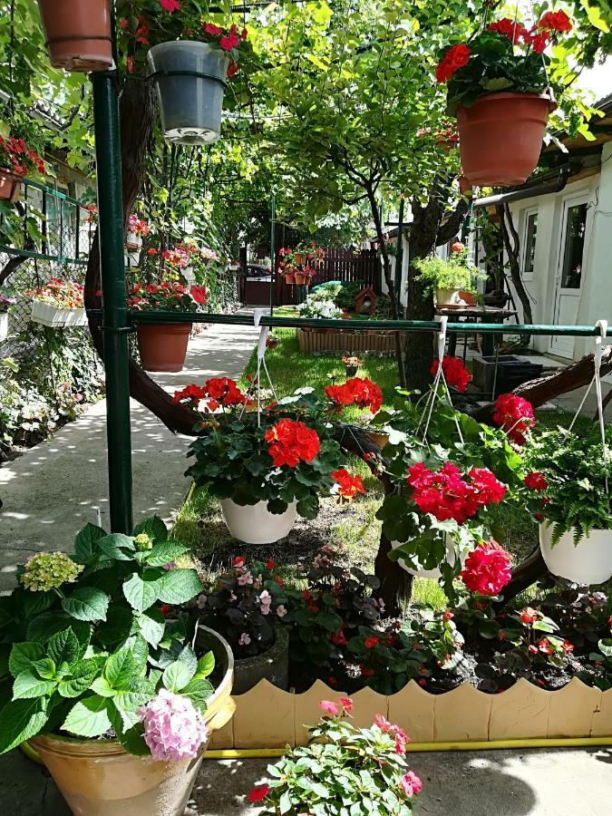 Flower House Констанца Екстер'єр фото